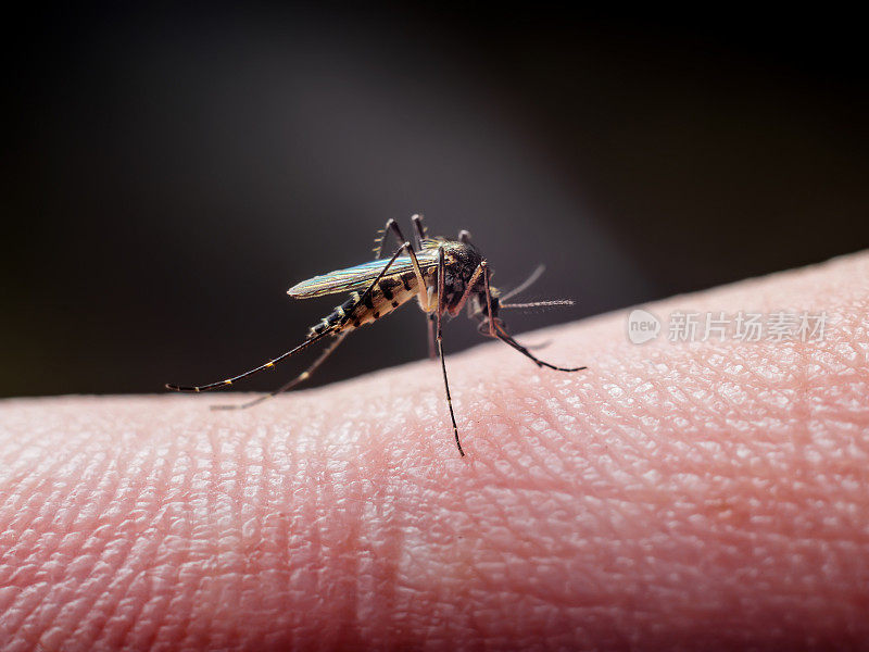 受黄热病、疟疾或寨卡病毒感染的蚊虫在黑暗背景下叮咬