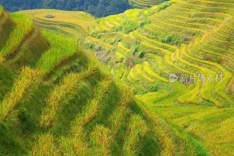 隆基水稻梯田