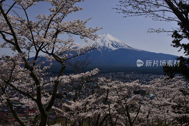 樱花盛开的富士山，取自富士吉田市