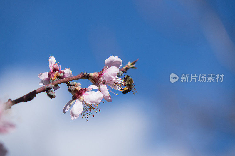 杏花上的蜜蜂