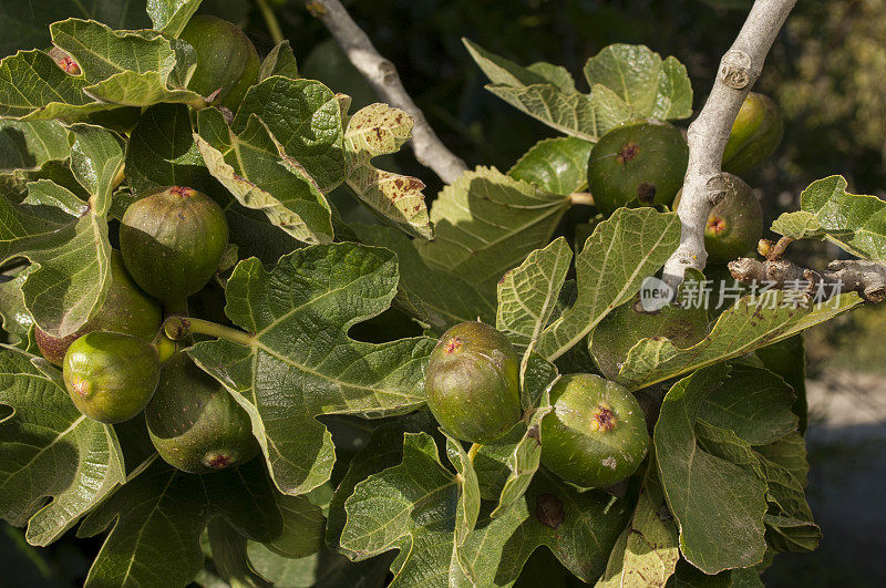 加利福尼亚无花果树上成熟的特写