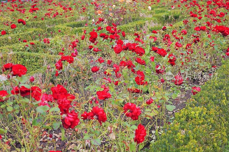 在Stadtpark，维也纳的花园玫瑰花坛细节