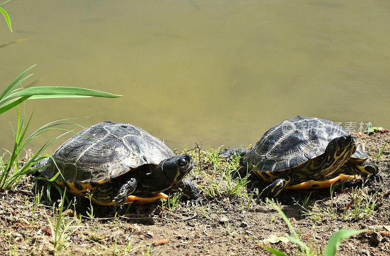 池塘边的两只乌龟