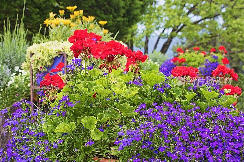 红花紫花坛花园全景-放松景观