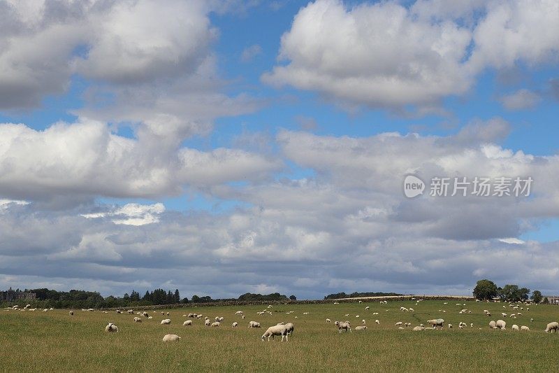 蓝天，白云和绵羊