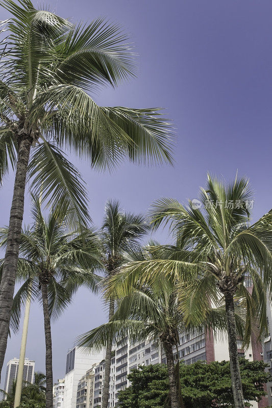巴西里约热内卢海滩上的棕榈树