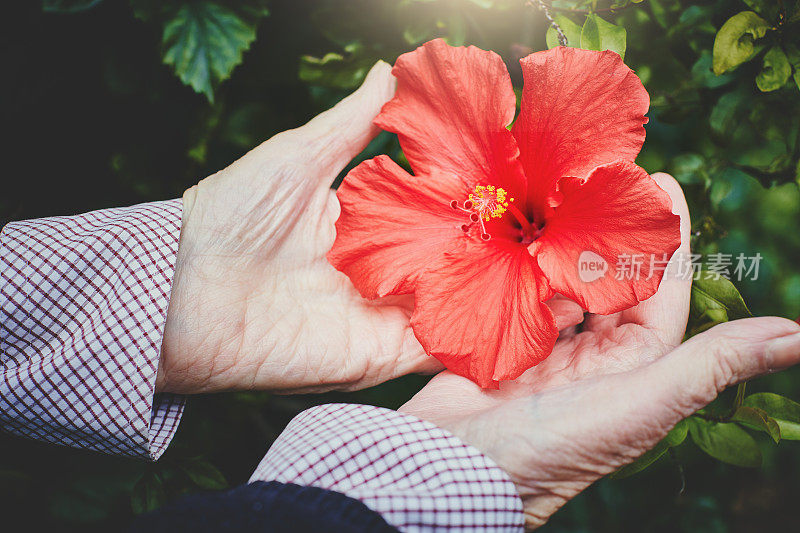 老妇人的手在她的花园里展示芙蓉花