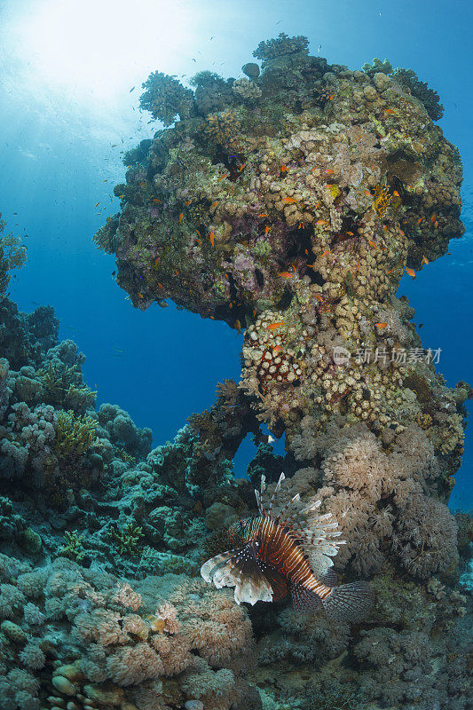 珊瑚礁狮子鱼红海自然和野生动物水下海洋生物水肺潜水员视角水下照片