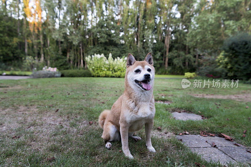 日本柴犬夏日户外写真