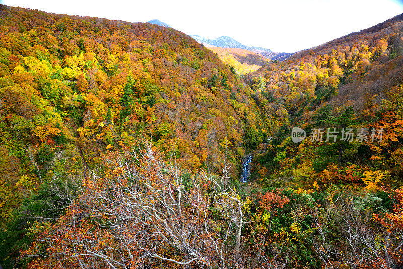 日本青森市日仓峡谷的秋色