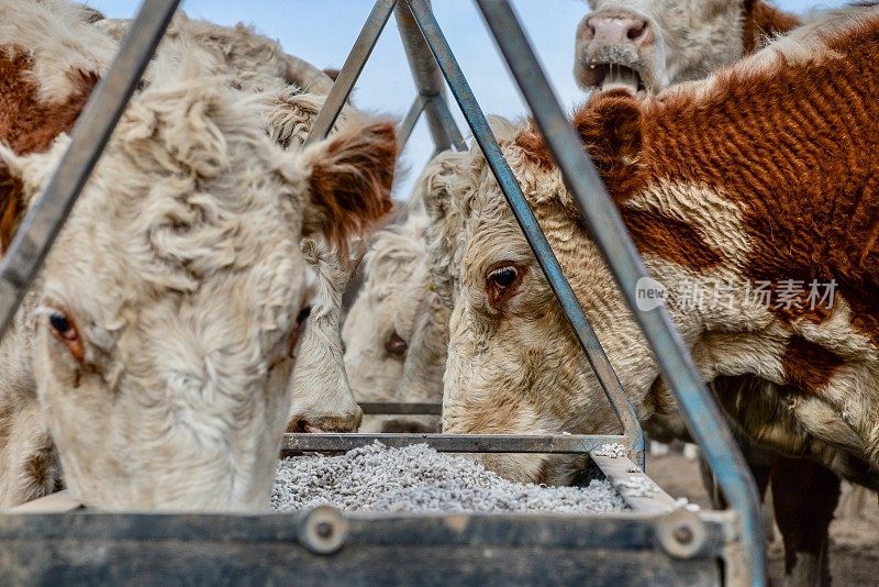 牧草喂养的肉牛，赫里福德小母牛，在干旱期间从槽喂养