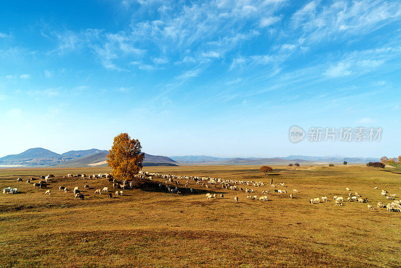 美丽的草原和羊群