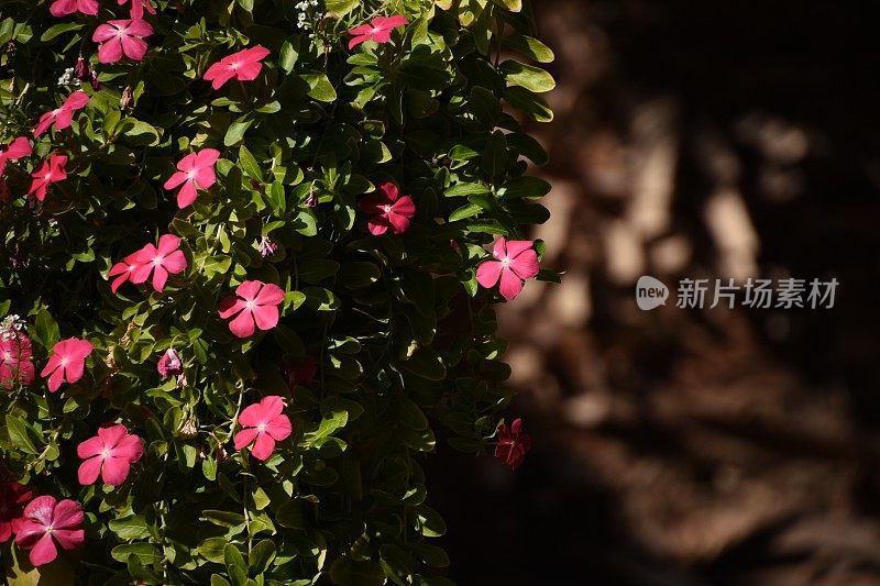 夜间植物苗圃的花朵