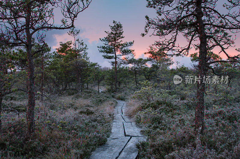 秋天的早晨，沼泽和木路景色优美