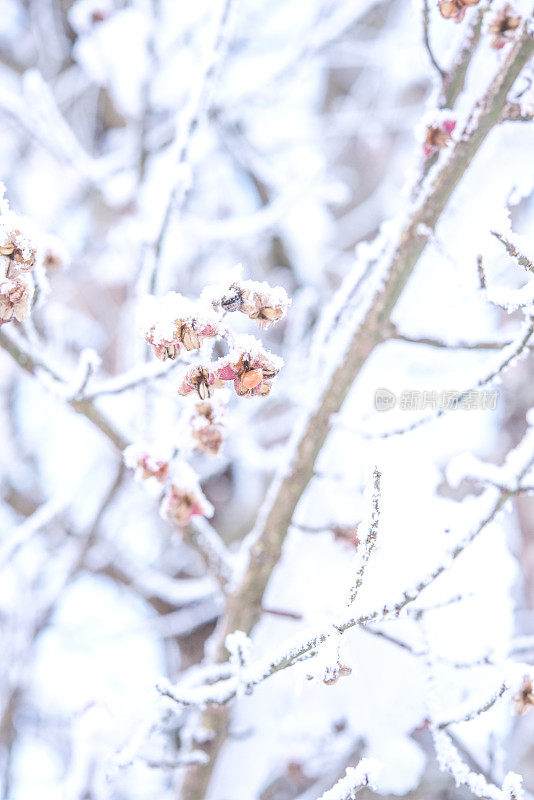 被雪覆盖的欧洲纺锤体(欧卫矛)