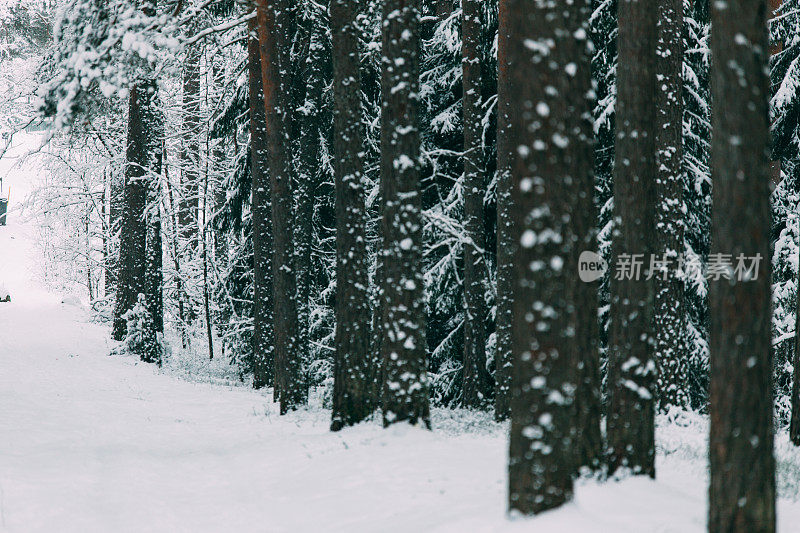 神奇的雪覆盖了树木。美丽的冬天的风景