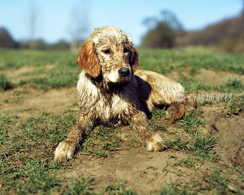 泥巴金毛寻回犬