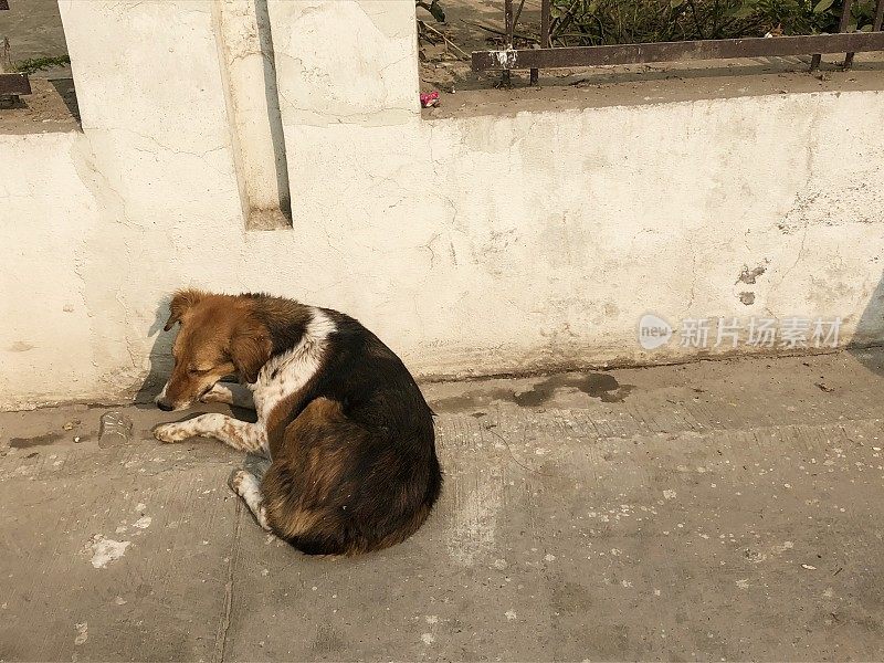 印度街头杂种狗蜷缩在温暖的阳光墙旁边