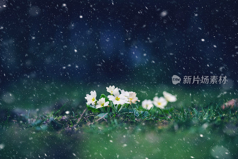 春天报春花上的雪