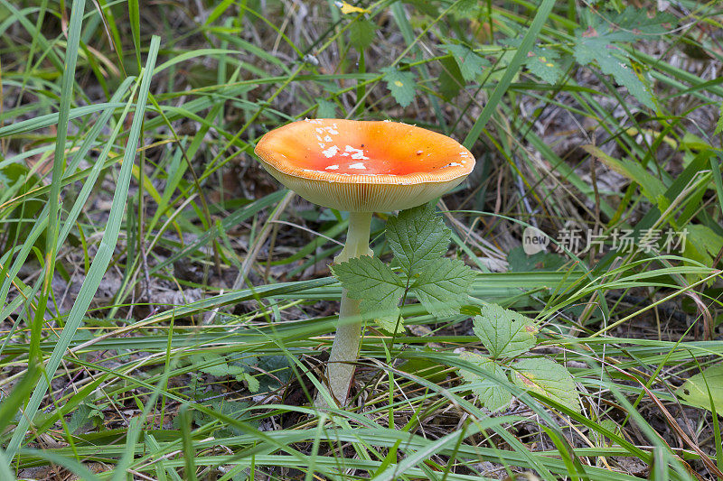 蘑菇飞木耳在绿色的草地上