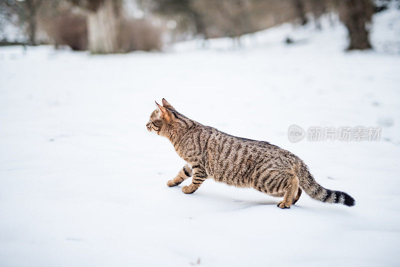 大自然中下雪天的小条纹猫。