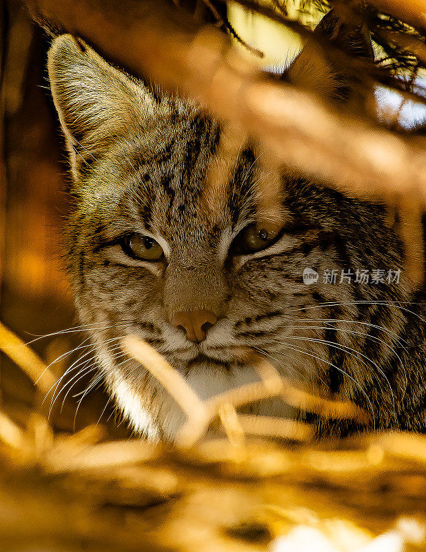 山猫猎兔子