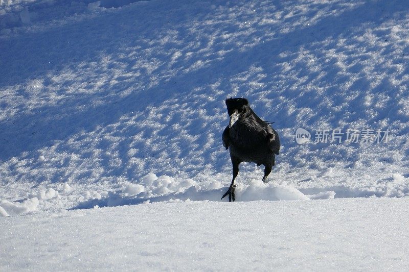 黑乌鸦