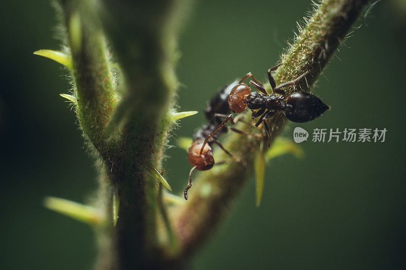 在野外，红发蚂蚁沿着一株绿色背景的植物行走