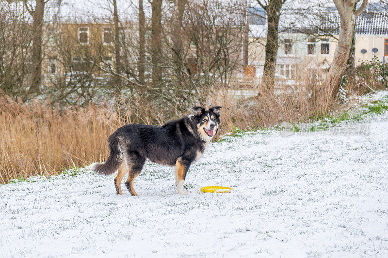 雪中的博德牧羊犬