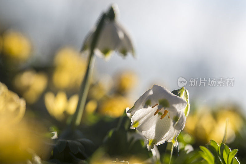 春天的雪花花和冬天的附子花，在春天合拢