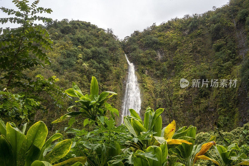 毛伊岛皮皮围小径上的竹林