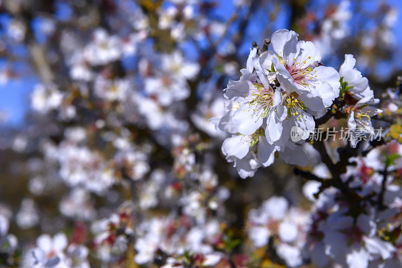 杏仁果园花的特写