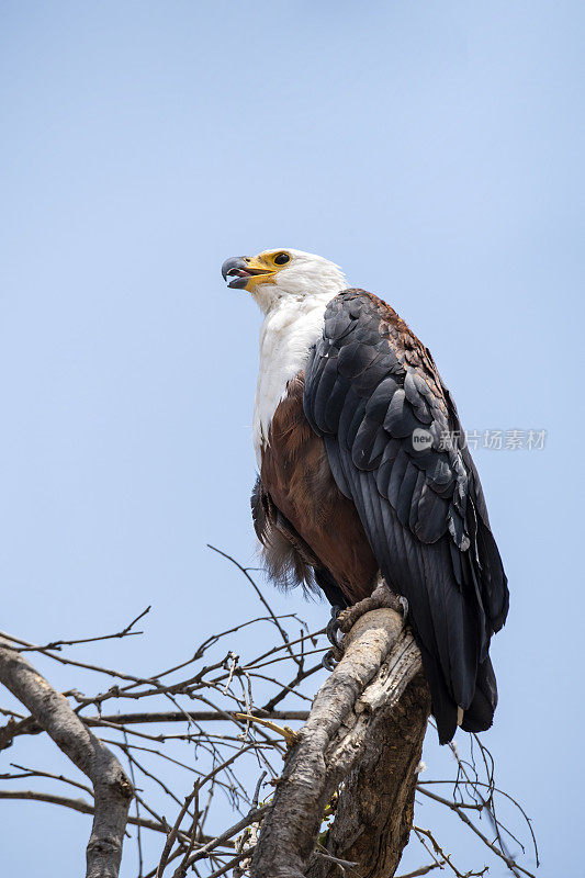 非洲鱼鹰，奥卡万戈三角洲，博茨瓦纳