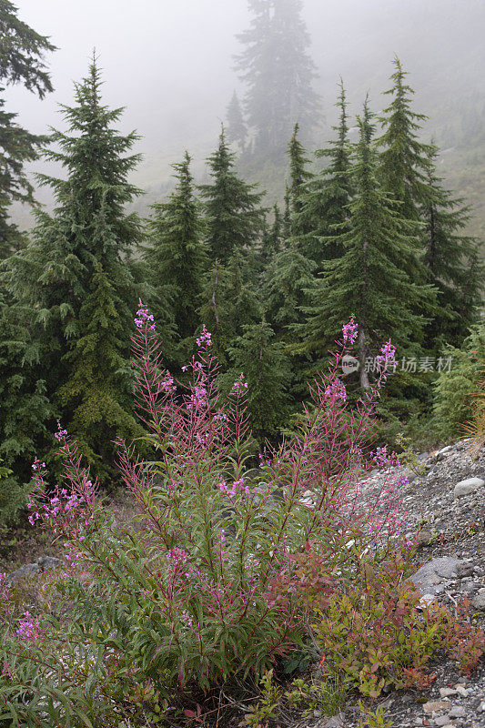 雾中的花沿着贝克山野生游乐区的艺术家山脊步道