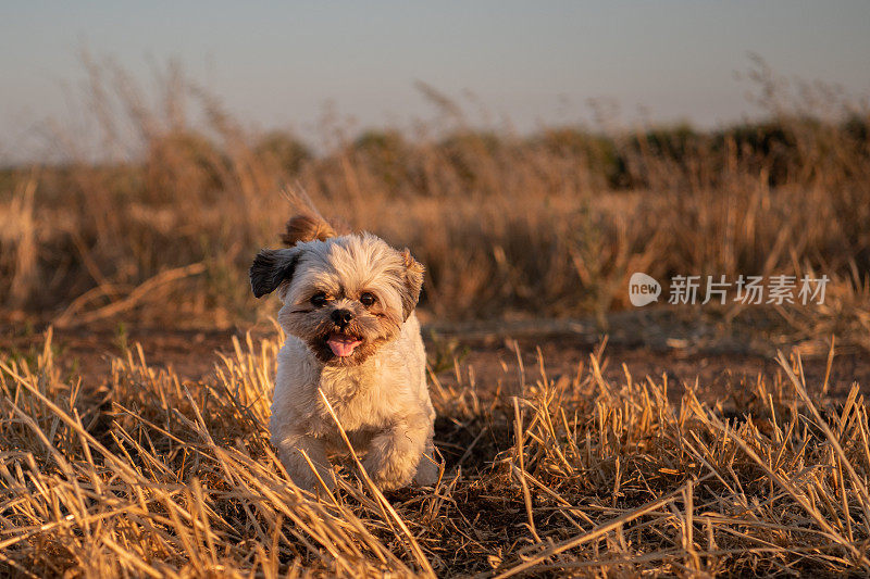 西施犬，在金黄色的农田里奔跑。