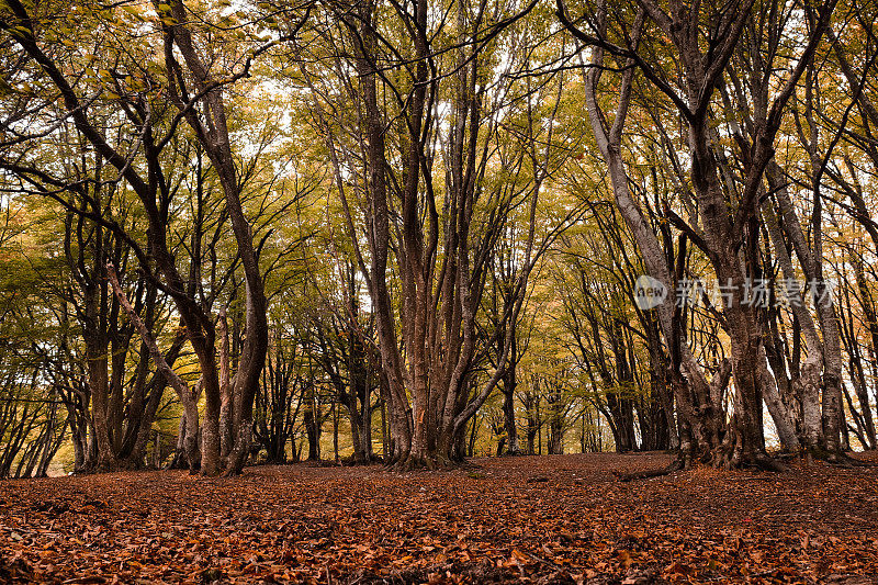 秋天的Canfaito山毛榉林