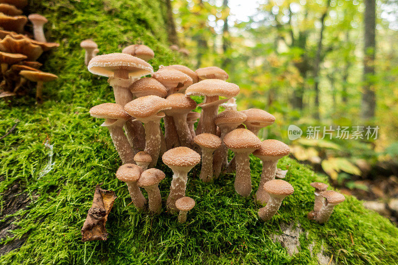 蘑菇生长在加拿大魁北克阴凉的树上