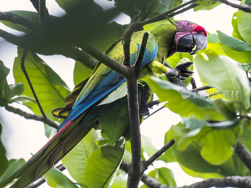 哥斯达黎加托土盖罗国家公园的绿色金刚鹦鹉