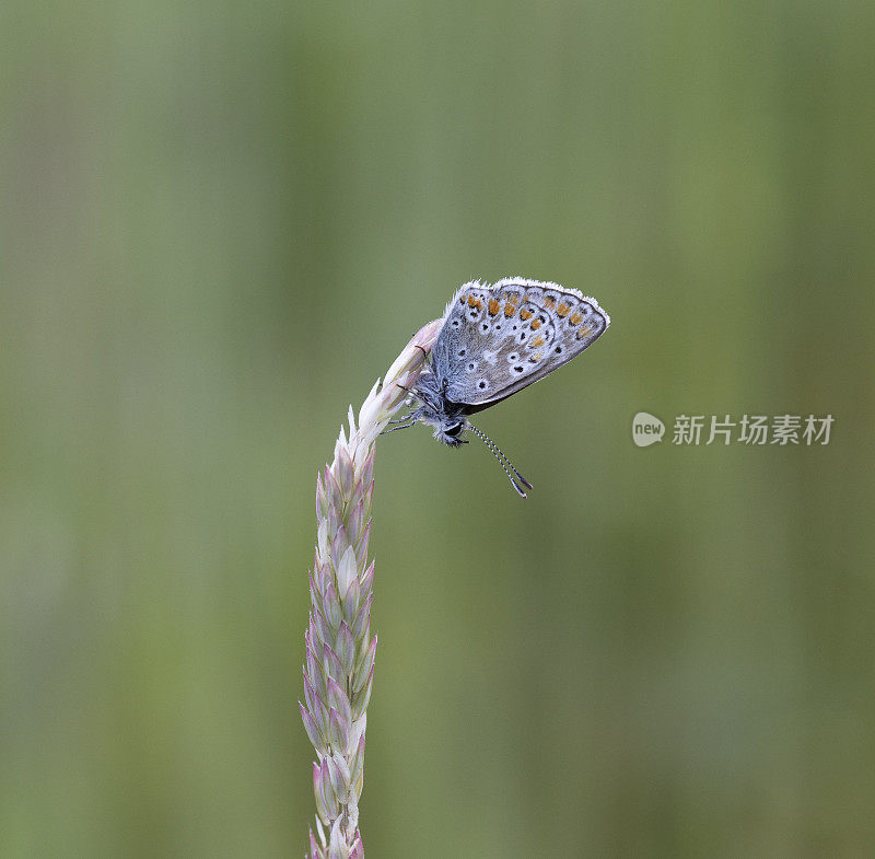 褐阿格斯蝴蝶