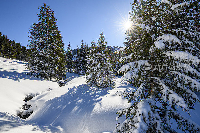 冬季的景观有白雪覆盖的森林和一条小河