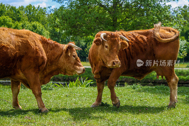夏日牧场上的两头公牛