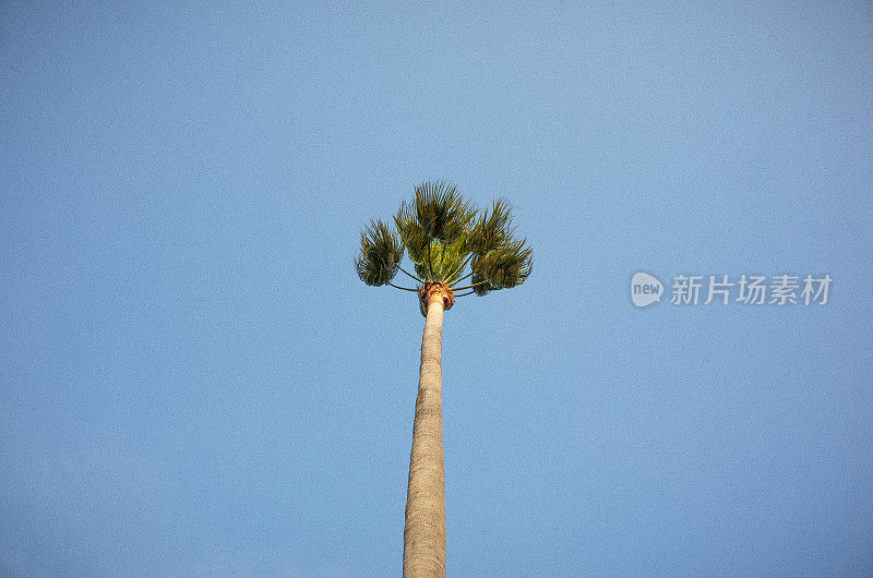 城市的棕榈树