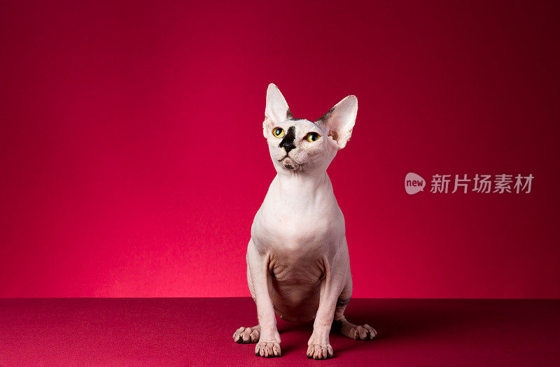 Sphynx无毛猫