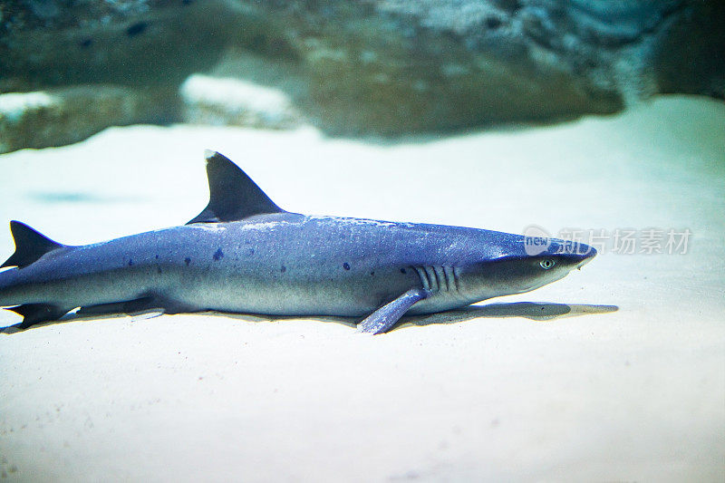 鲨鱼在水族馆