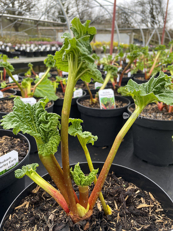 大黄植物生长在塑料花盆的特写图像展示在花园中心，重点在前景