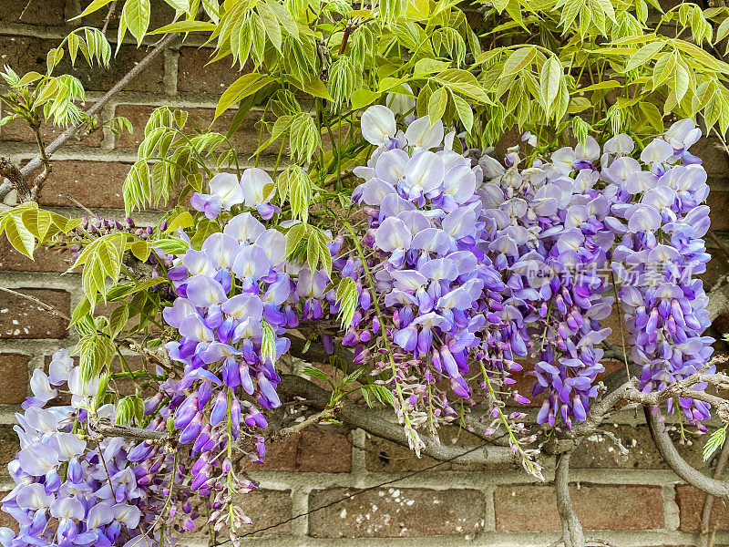 靠砖墙生长的紫藤