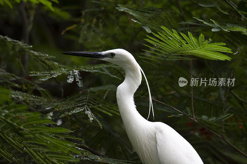 小苍鹭栖息在树上