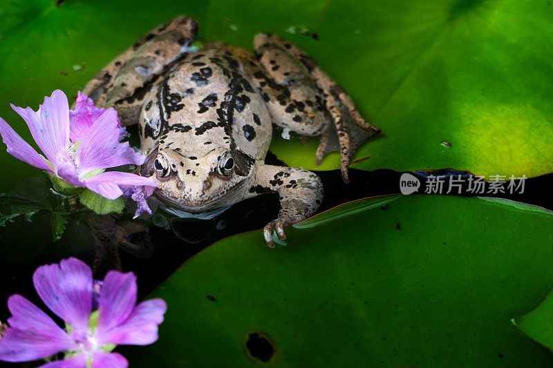 在池塘。睡莲叶上常见的蛙(林蛙)。巴伐利亚,德国。