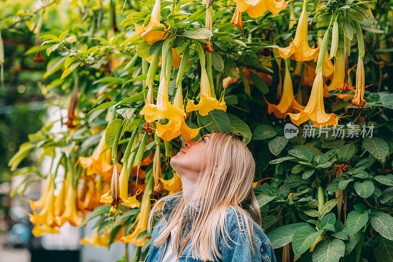 美女闻黄花