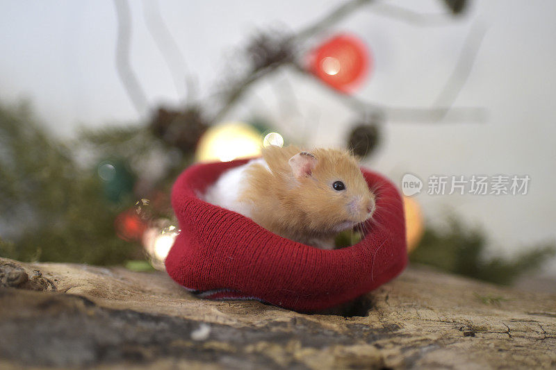 小仓鼠在圣诞节